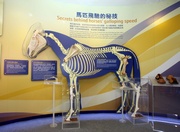 Visitors can learn more about horses from the displays of an equine skeleton and horse bones.