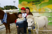 The huggable Shetland ponies will be at the CNY Equine Fun Fest to meet the guests.