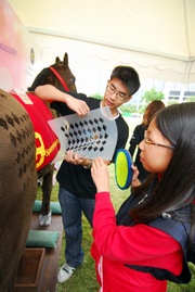 Horse grooming model