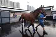 Photos 1, 2: The 18 horses depart from Sha Tin Racecourse for the Guangzhou Asian Games equestrian venue in Conghua.