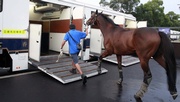 Photo 3, 4, 5 & 6: Horses for the Asian Games test event are taken to Conghua on the Clubs air-conditioned floats, passing through Hong Kong SAR and Guangdong province.  This marks the successful implementation of a Specific Equine Disease-free Zone between the two locations.